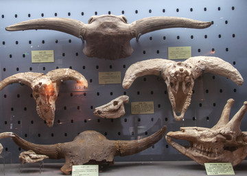 羚羊头骨化石