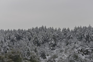 雪后树林