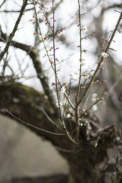 梅花树