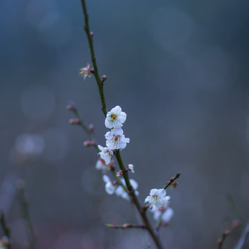 梅花