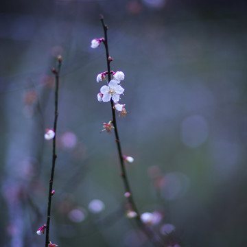 写意梅花