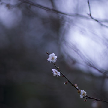 一朵梅花