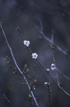 白梅花