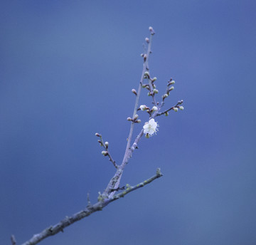 梅花