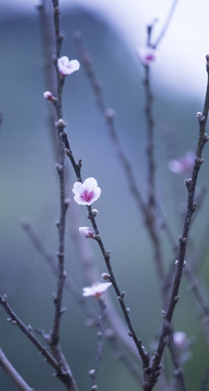 梅花