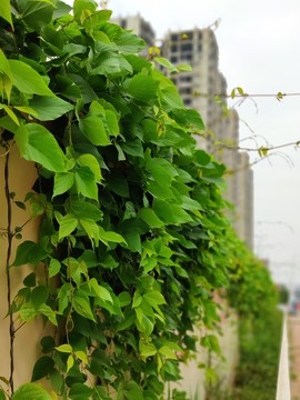 爬墙植物
