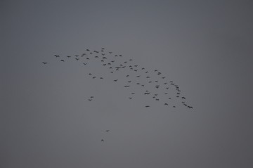 一群鸽子在天空飞翔
