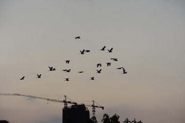 一群鸟飞越建筑工地