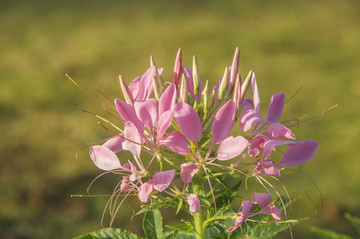 醉蝶花