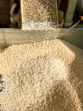 磨米机稻子大米