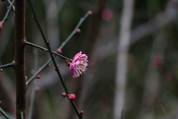 梅花