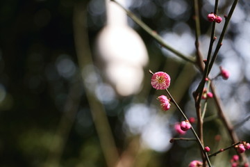 梅花