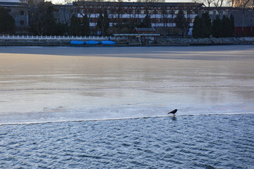 乌鸦在结冰湖面