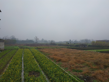 雨中田园