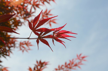 红叶树叶