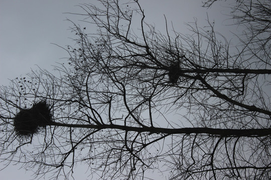树上的鸟窝
