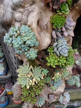多肉植物