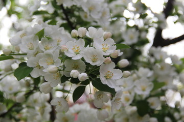 梨花
