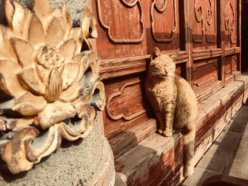 寺庙里晒太阳的猫