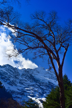 雪山与树