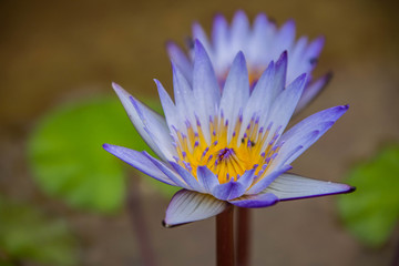 睡莲