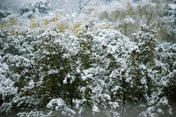 大雪压常绿树