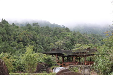 树林