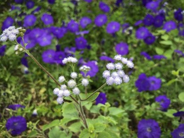 鲜花花卉