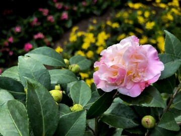 鲜花花卉