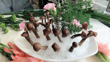 枞茸菌