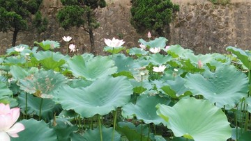 荷花