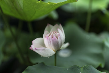 上海古漪园荷花花展