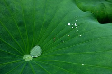 荷叶水珠背景素材