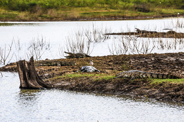 斯里兰卡乌达瓦拉维公园鳄鱼群