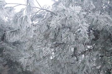 帽子岭的雪