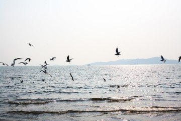 海面上的海鸥