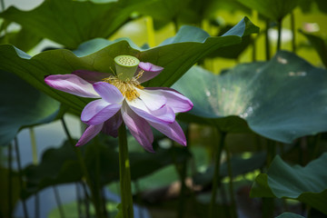 荷花