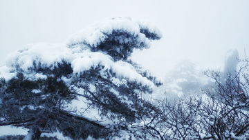 松树枝上的雪