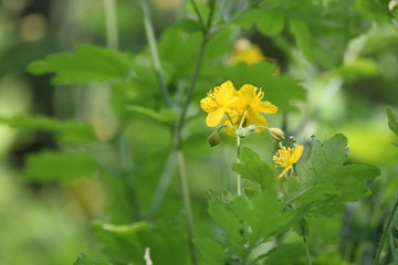 野花黄花绿叶