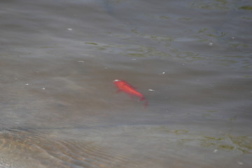 红鲤红鱼畅游戏水浮游觅食