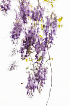 植物紫藤花装饰画
