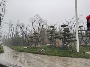 松树
