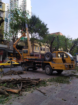 城市道路树木修剪