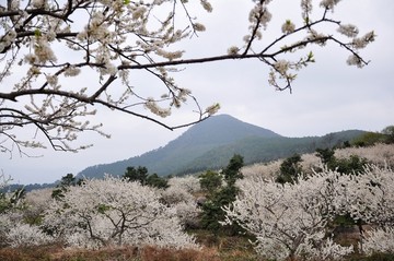 梁化李花