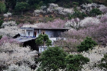 梁化桃梅园