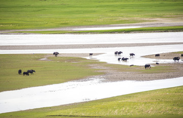 草原河中的牦牛