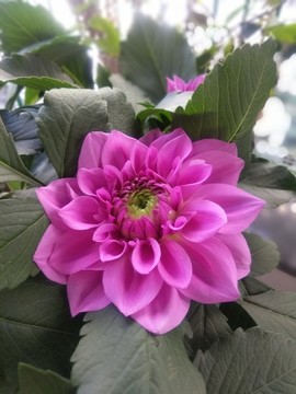 玫红色芍药