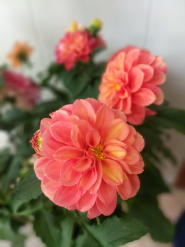 珊瑚红芍药