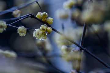 梅花