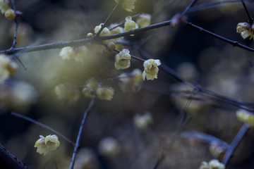 梅花